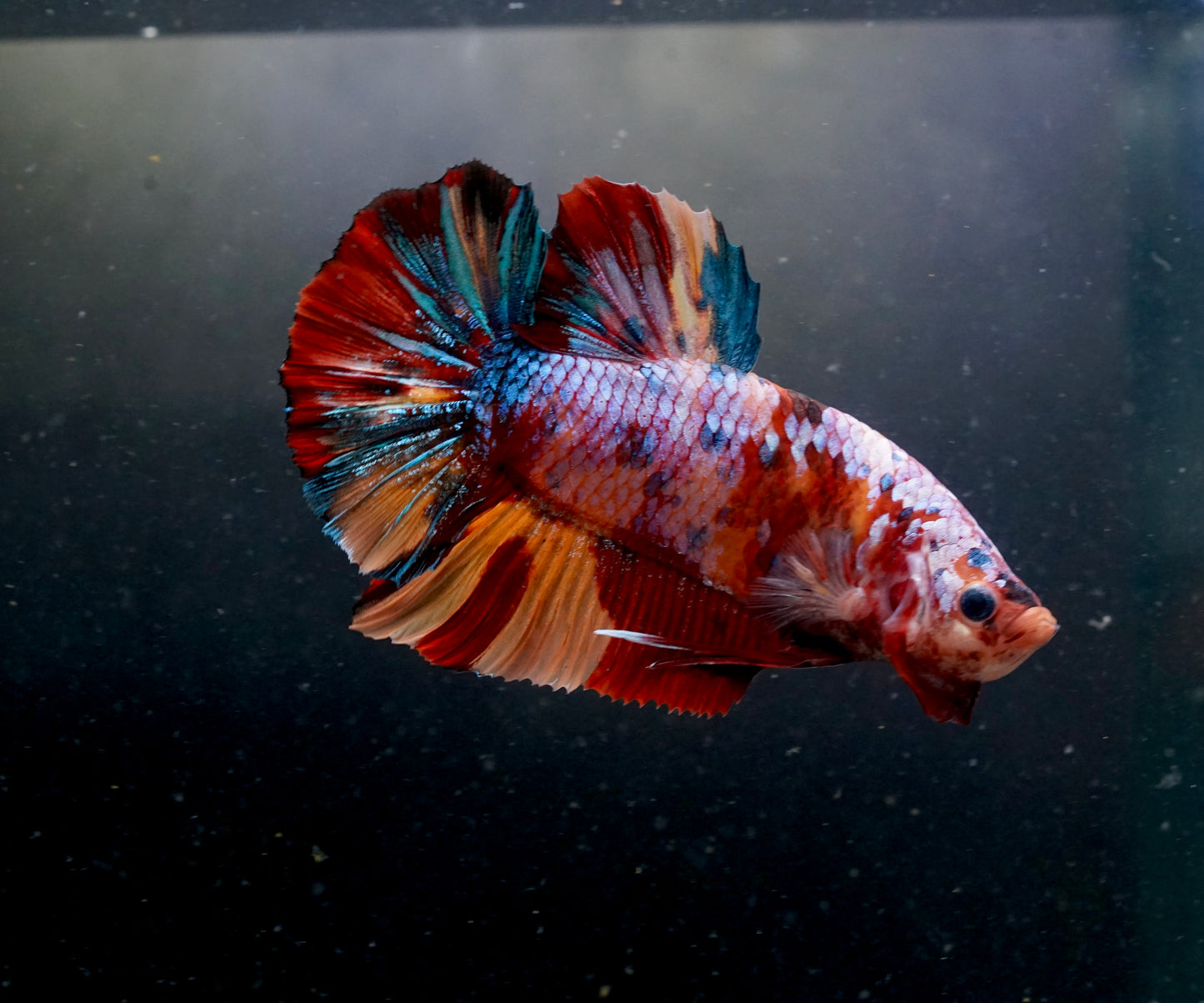 #1 REAL GIANT Candy Nemo Multi Color Koi Betta Plakat Tail
