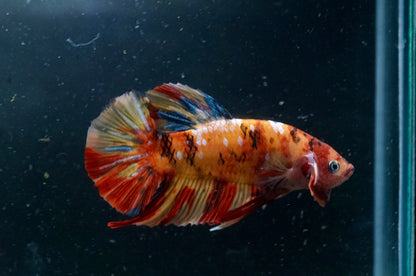 #2 REAL GIANT Candy Nemo Multi Color Koi Betta Plakat Tail - High Quality Live Aquarium Male Betta Fish