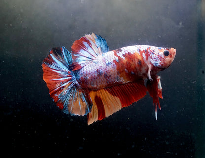 #1 REAL GIANT Candy Nemo Multi Color Koi Betta Plakat Tail