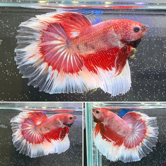 Red Pink Butterfly Over Halfmoon Male Betta Premium Quality