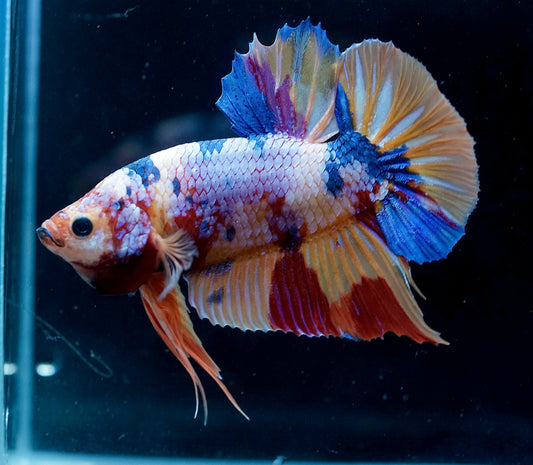 #2 REAL GIANT Candy Nemo Multi Color Koi Betta Plakat Tail size 2.2”