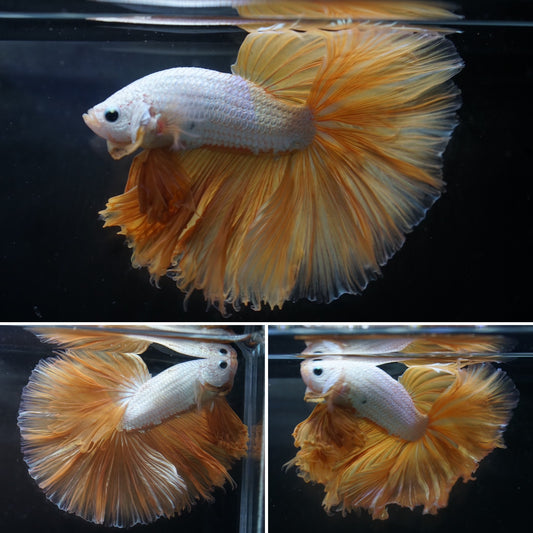 Dragon Scale Golden Tail Over Halfmoon Big Fan Tail - Premium Grade Betta Fish