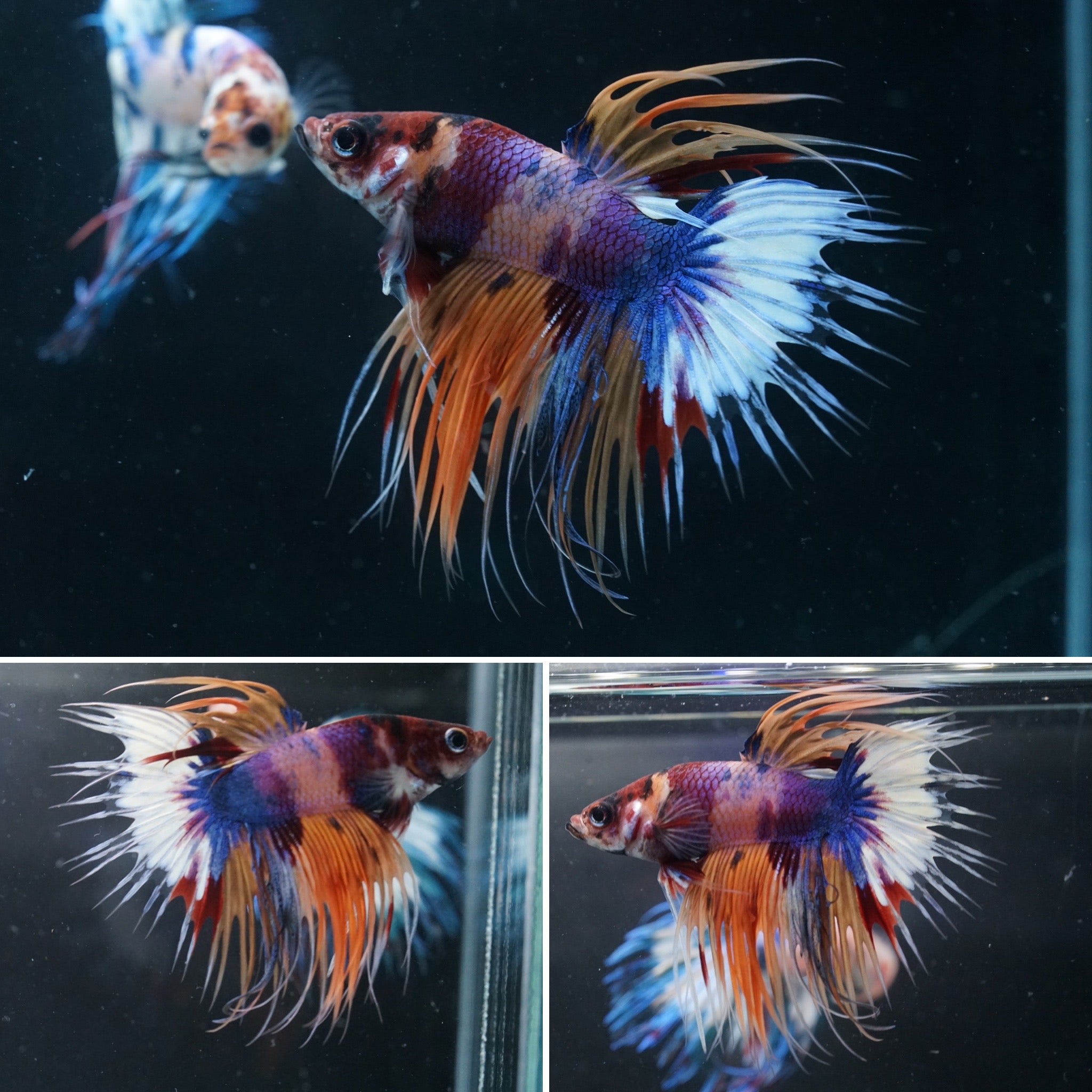 #3 Rare Color Nemo and Koi Crown Tail Male Betta Fish - Premium Grade