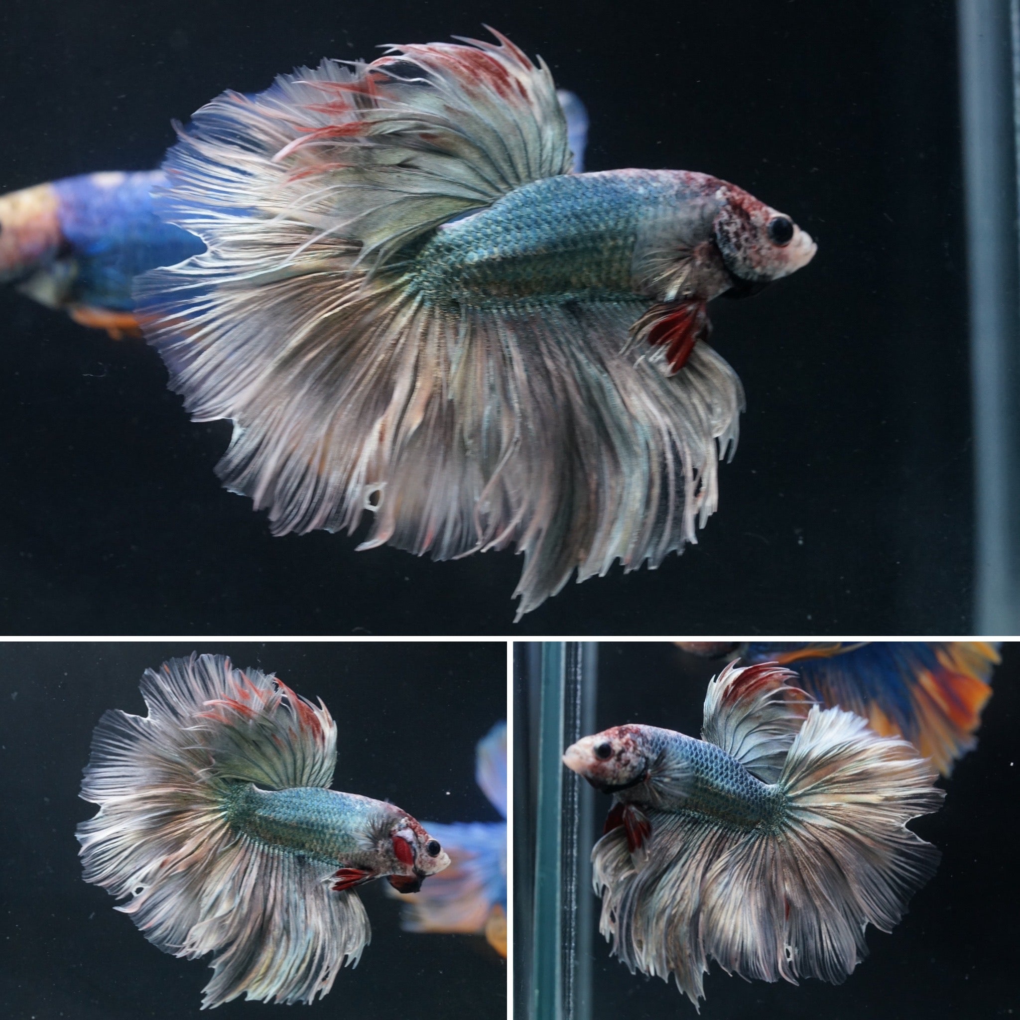 Silver Green Over Halfmoon Male Betta Premium Grade