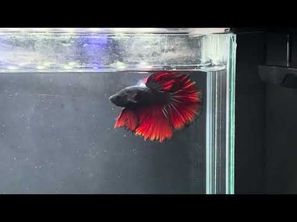 Red Tail Copper Body Black Head - Male Betta Over Halfmoon Big Fan Tail